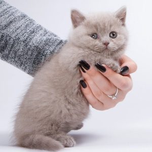 Munchkin Kitten - PearlTooth