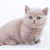 Munchkin Kitten - PearlTooth