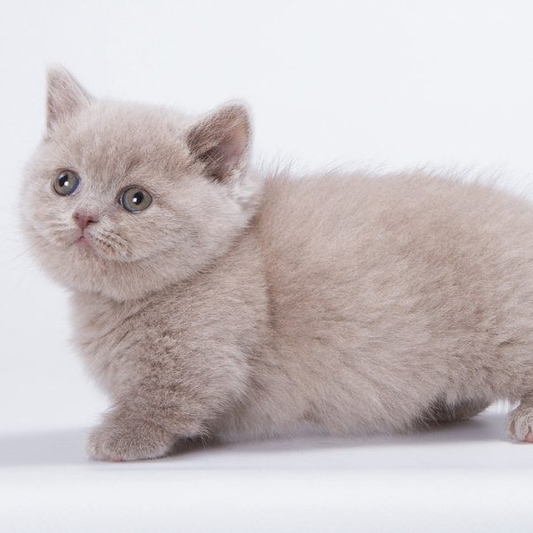 Munchkin Kitten PearlTooth 3