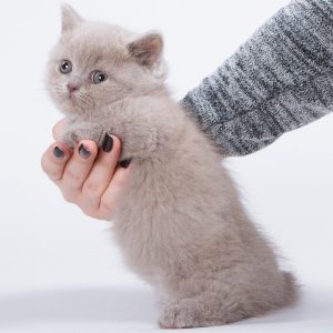 Munchkin Kitten PearlTooth 4