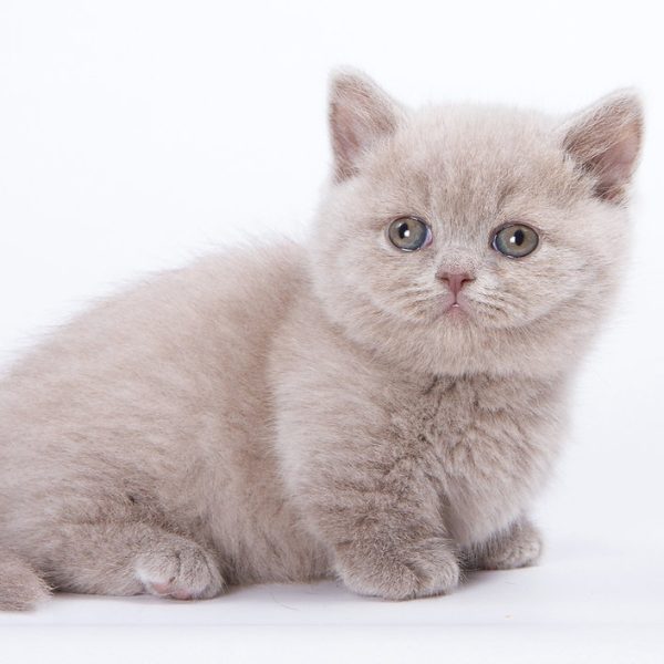 Munchkin Kitten - PearlTooth