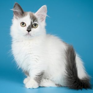 Munchkin Kitten - Pipa