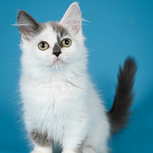 Munchkin Kitten Pipa 2