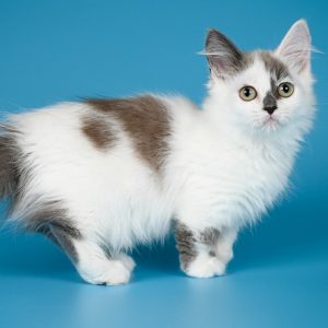 Munchkin Kitten Pipa 3