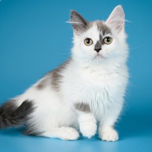 Munchkin Kitten - Pipa