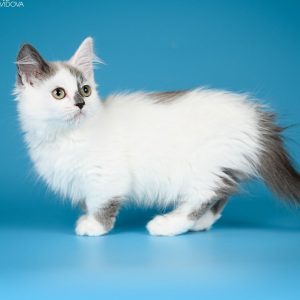 Munchkin Kitten Pipa 4