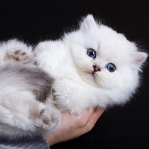 Munchkin Kitten Quickfang 1