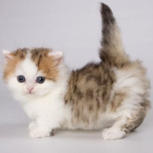 Munchkin Kitten - Rahul