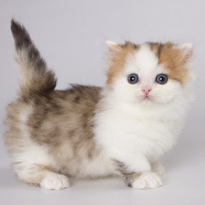 Munchkin Kitten Rahul 2