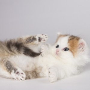 Munchkin Kitten Rahul 4