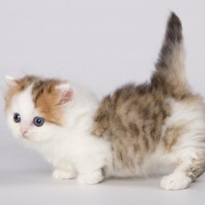 Munchkin Kitten Rahul 5