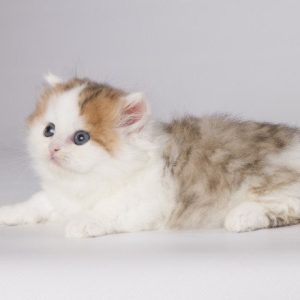 Munchkin Kitten Rahul 6