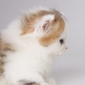 Munchkin Kitten Rahul 9