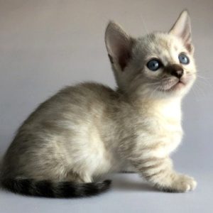 Munchkin Kitten Rambo 2