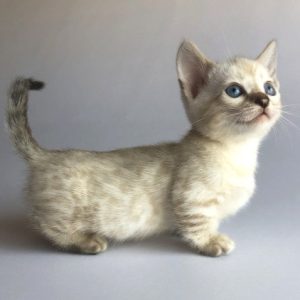 Munchkin Kitten Rambo 3