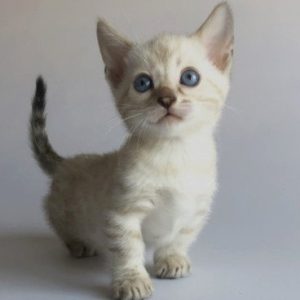 Munchkin Kitten Rambo 4