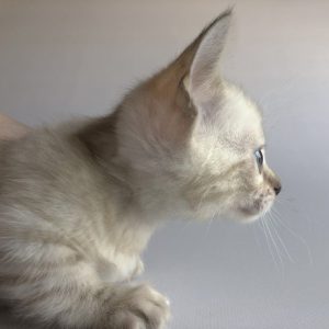 Munchkin Kitten Rambo 7