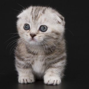 Munchkin Kitten - Roxey