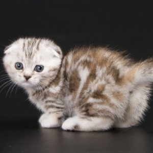 Munchkin Kitten Roxey 3