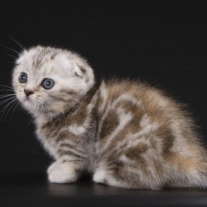 Munchkin Kitten - Roxey