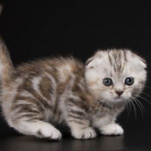 Munchkin Kitten Roxey 4