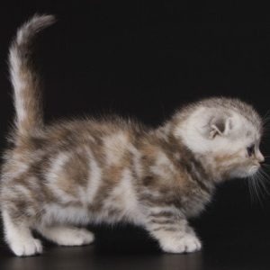 Munchkin Kitten Roxey 5