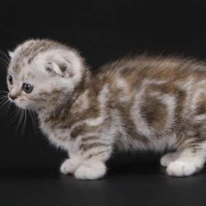 Munchkin Kitten Roxey 6