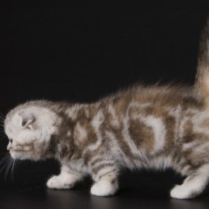 Munchkin Kitten Roxey 7