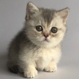 Munchkin Kitten - Scratches