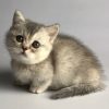 Munchkin Kitten - Scratches