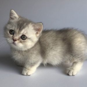 Munchkin Kitten Scratches 4