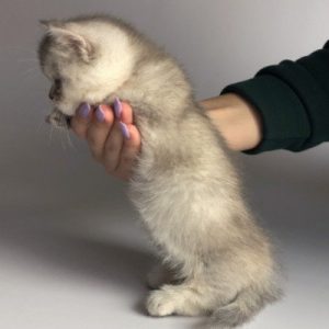 Munchkin Kitten Scratches 5