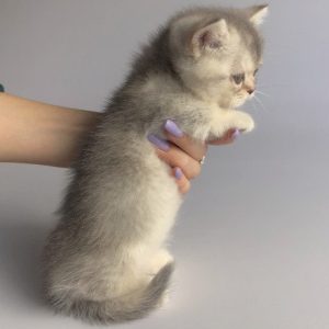 Munchkin Kitten Scratches 6