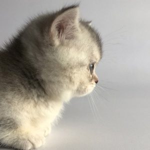 Munchkin Kitten Scratches 7