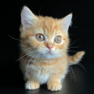 Munchkin Kitten - Xelanette