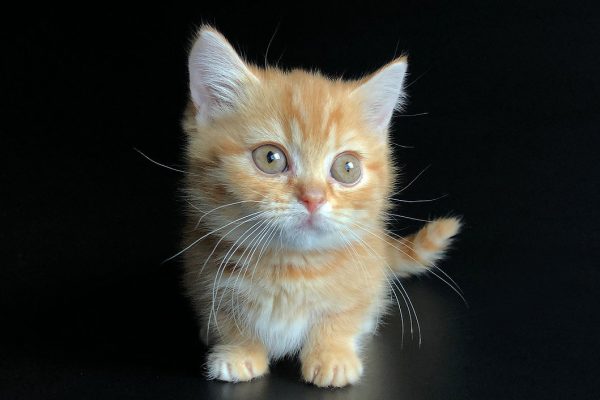 Munchkin Kitten - Xelanette