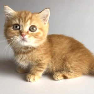 Munchkin Kitten Xelanette 2