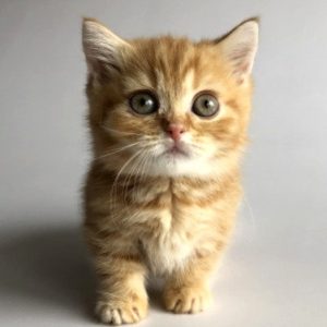 Munchkin Kitten Xelanette 3