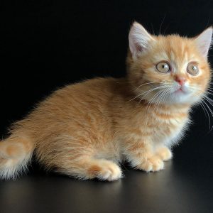 Munchkin Kitten - Xelanette