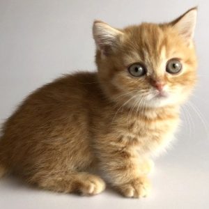 Munchkin Kitten Xelanette 4