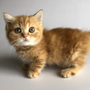 Munchkin Kitten Xelanette 5