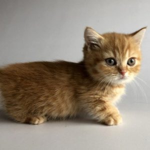 Munchkin Kitten Xelanette 6