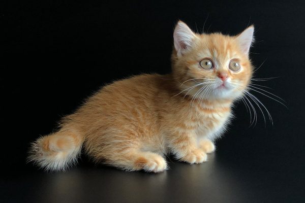 Munchkin Kitten - Xelanette