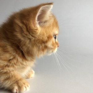 Munchkin Kitten Xelanette 7