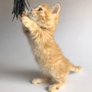 Munchkin Kitten Xelanette 8