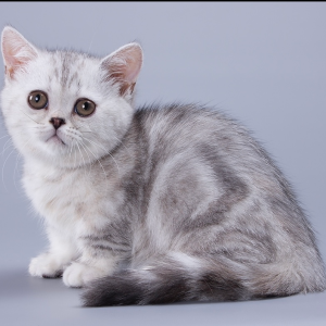 Munchkin Kitten - Zizzi