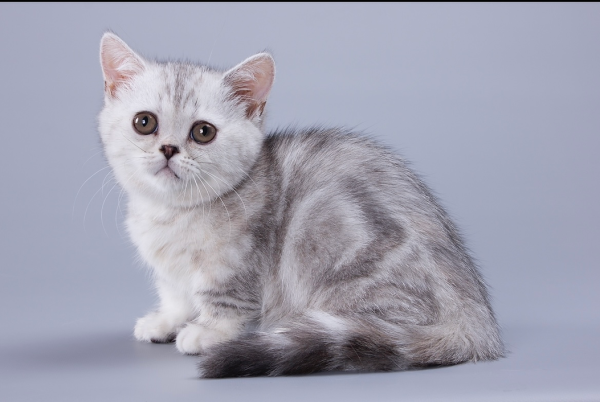 Munchkin Kitten - Zizzi