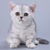 Munchkin Kitten - Zizzi