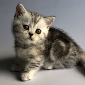 Munchkin Kitten Zizzi 2