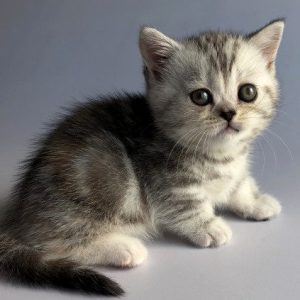 Munchkin Kitten Zizzi 3